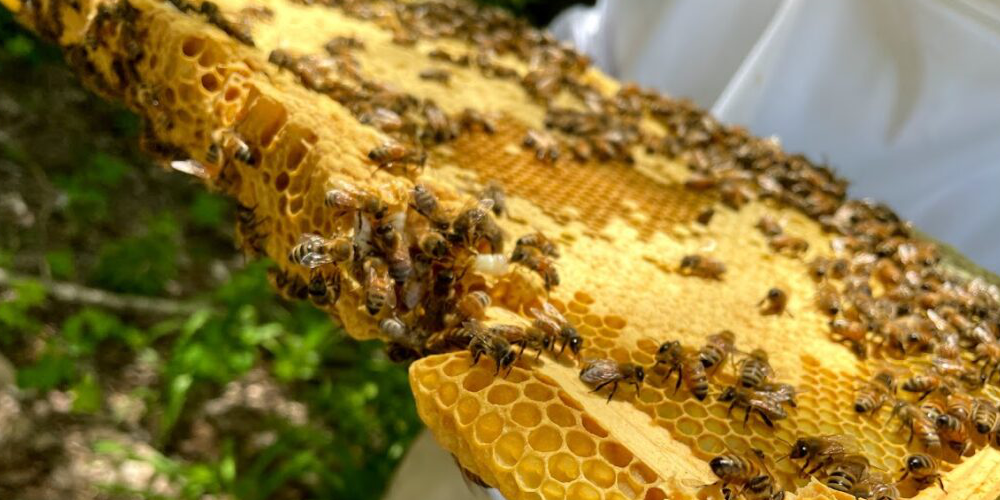 Our bees on some honeycomb